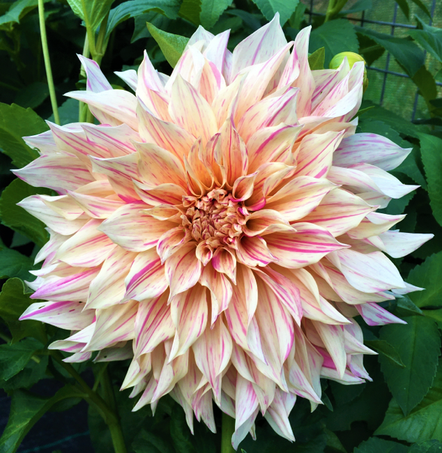 Dahlia Cafe Au Lait Twist